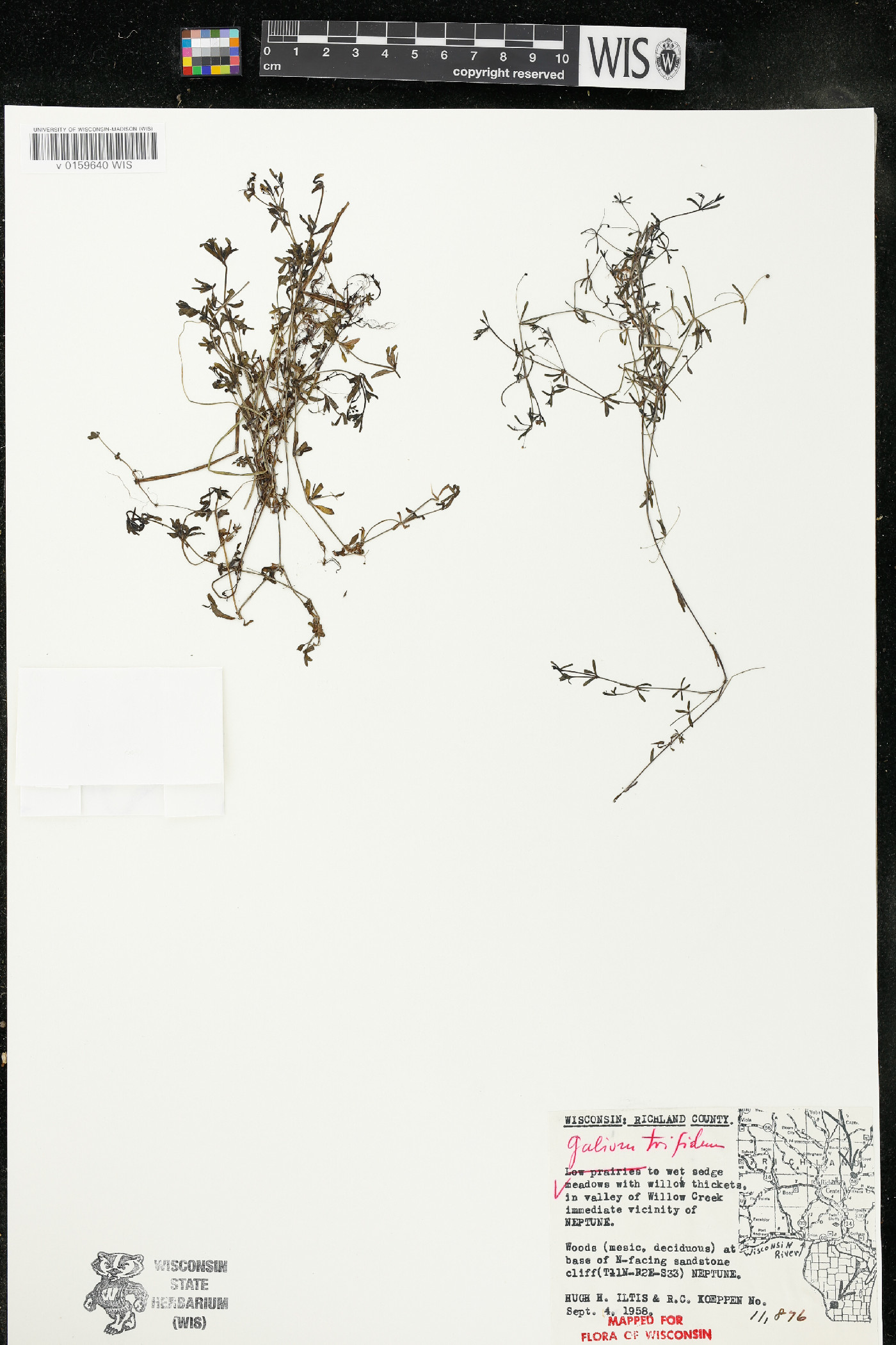 Galium trifidum subsp. trifidum image