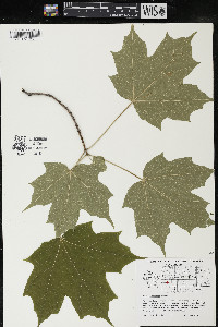 Acer saccharum var. saccharum image