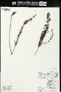 Galium verum image