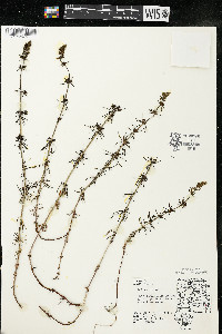 Galium verum image