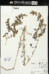 Galium verum image