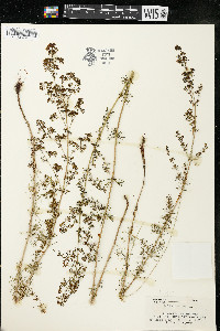 Galium verum image