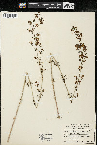 Galium verum image