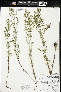 Galium verum image