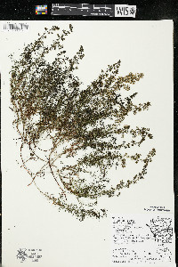 Galium verum image