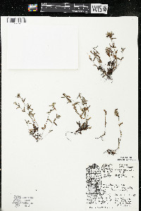 Houstonia longifolia image