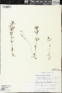 Houstonia longifolia image