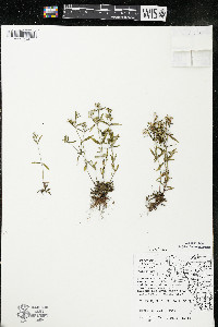 Houstonia longifolia image