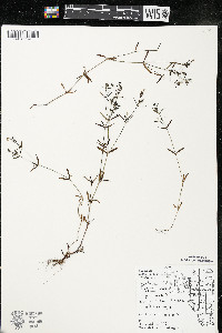Houstonia longifolia image