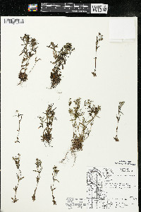 Houstonia longifolia image