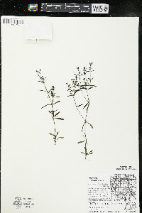 Houstonia longifolia image