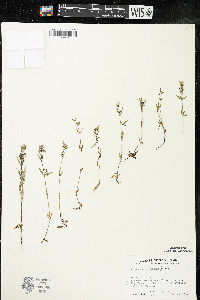 Houstonia longifolia image