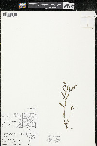 Houstonia longifolia image