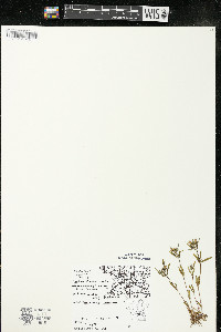 Houstonia longifolia image
