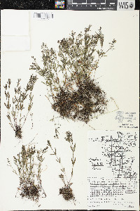 Houstonia longifolia image