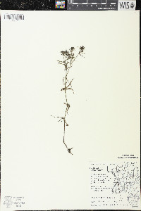 Houstonia longifolia image
