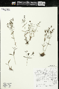 Houstonia longifolia image