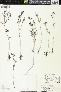 Houstonia longifolia image