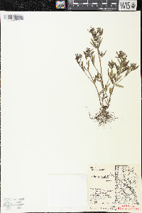 Houstonia longifolia image