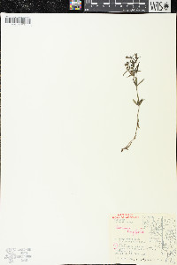 Houstonia longifolia image