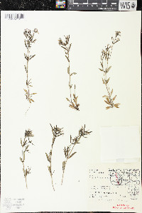 Houstonia longifolia image