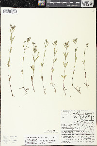 Houstonia longifolia image