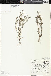 Houstonia longifolia image