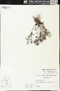 Houstonia longifolia image