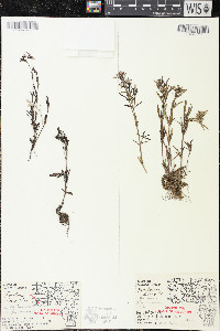 Houstonia longifolia image
