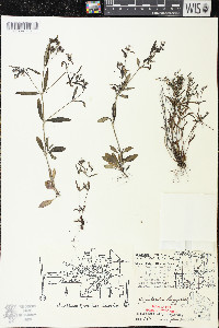 Houstonia longifolia image
