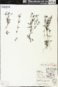 Houstonia longifolia image