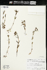 Houstonia longifolia image