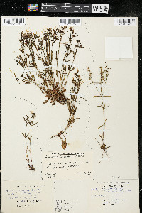 Houstonia longifolia image