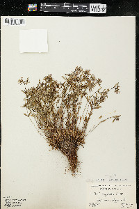 Houstonia longifolia image