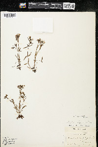 Houstonia longifolia image