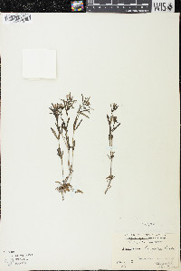 Houstonia longifolia image