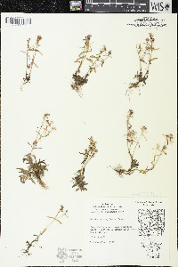 Houstonia longifolia image