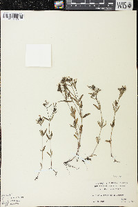 Houstonia longifolia image