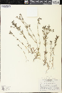 Houstonia longifolia image