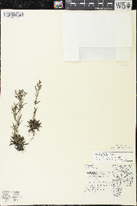 Houstonia longifolia image