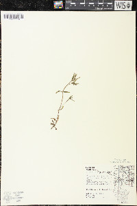 Houstonia longifolia image