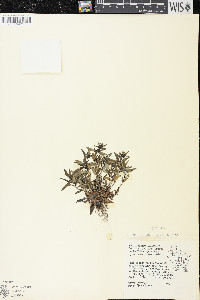 Houstonia longifolia image