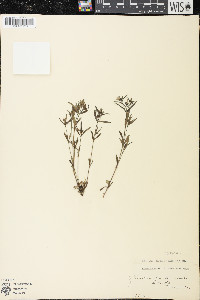 Houstonia longifolia image