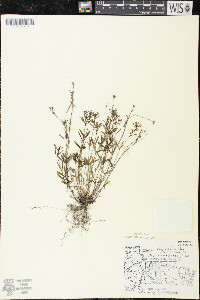 Houstonia longifolia image