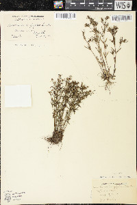 Houstonia longifolia image