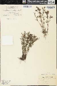 Houstonia longifolia image