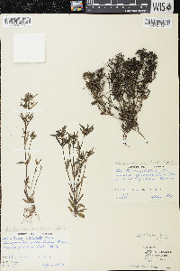 Houstonia longifolia image