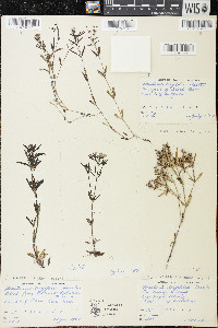 Houstonia longifolia image