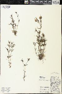 Houstonia longifolia image