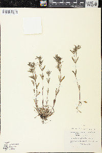 Houstonia longifolia image